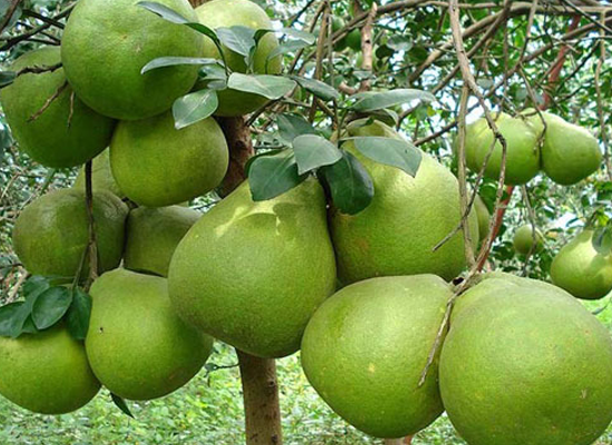 du lịch